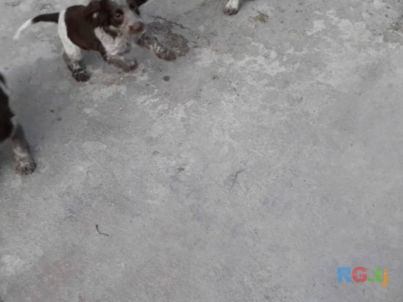 Чистопородные щенки Спаниеля охотничий. Возраст 2,5 месяца.