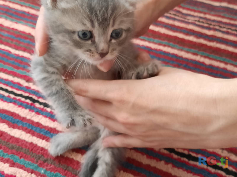 Породистые котятки