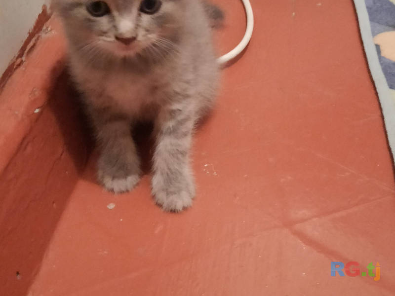 Породистые котятки