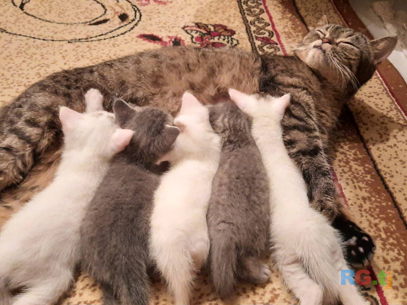 Породистые котятки