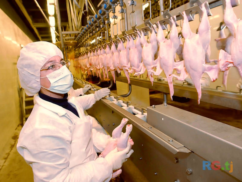 Работа в птицефабрике, Тамбовская область