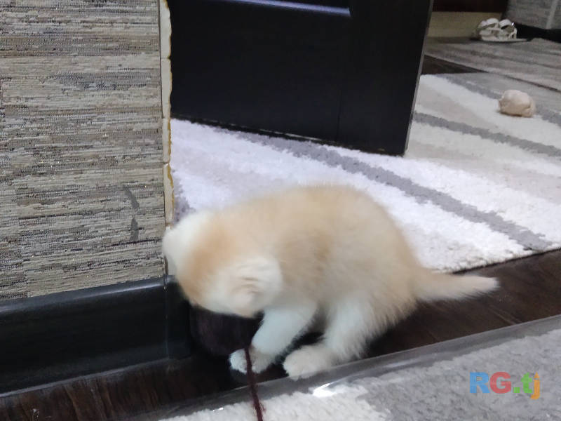 Шотландский вислоухий котенок
