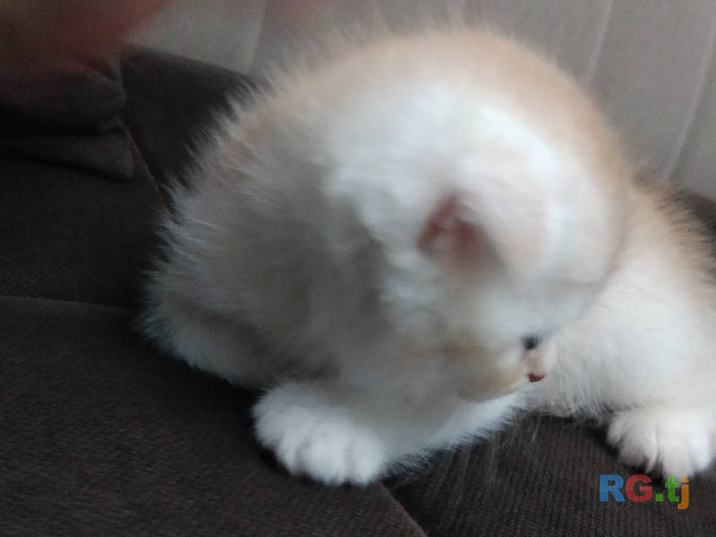 Шотландский вислоухий котенок