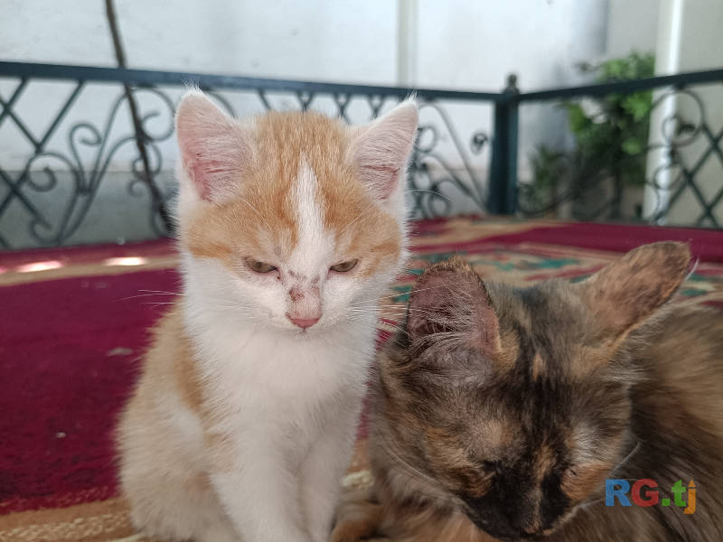 Котёнок 2месяц
