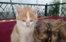 Котёнок 2месяц