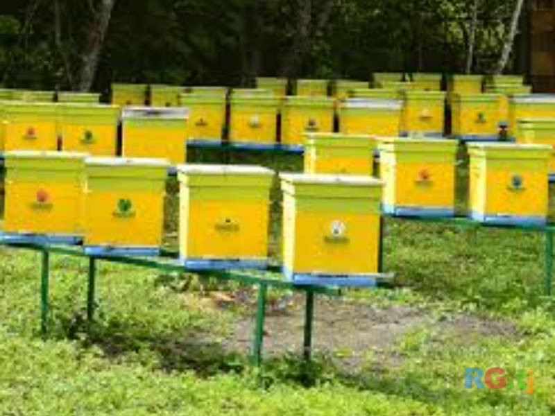 Продаю пасеку
