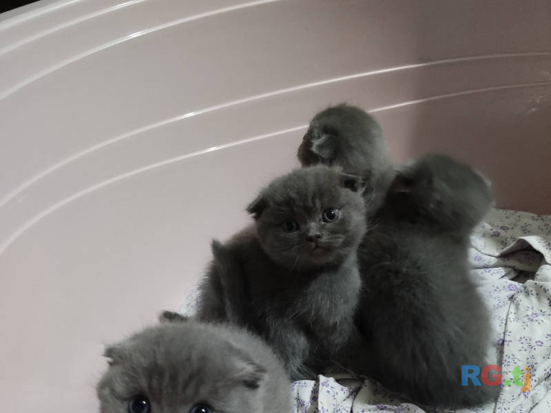 Породистые Шотландские вислоухие котята