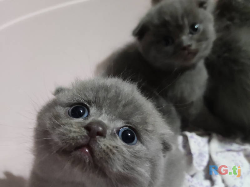 Породистые Шотландские вислоухие котята