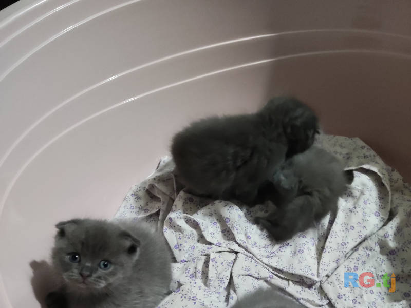 Породистые Шотландские вислоухие котята