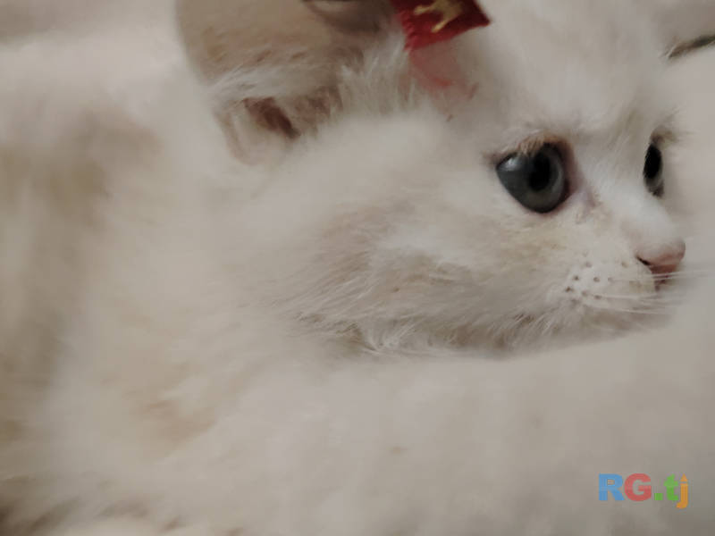 Шотландский прямоухий котенок