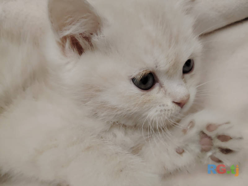 Шотландский прямоухий котенок