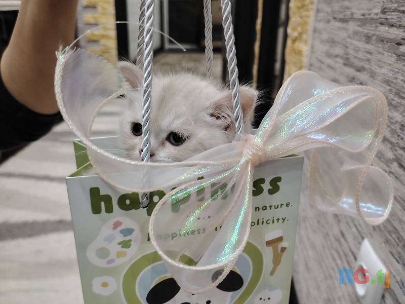 Шотландский прямоухий котенок