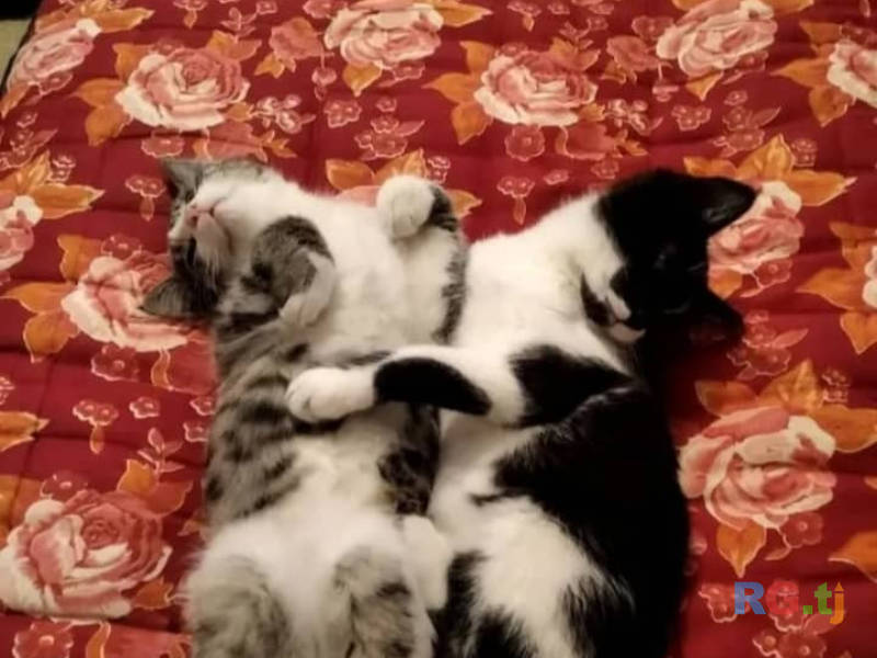Котята даром