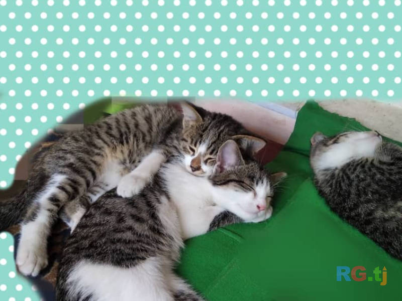 Котята даром