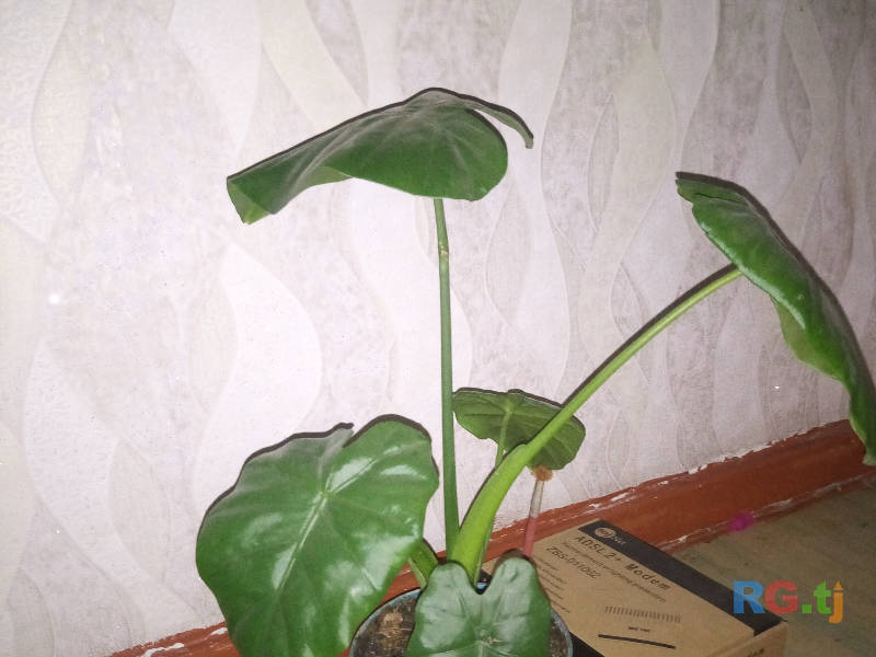 Цветы