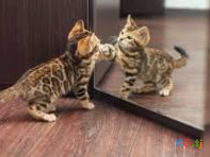 Отдам котят бенгальской породы в добрые руки