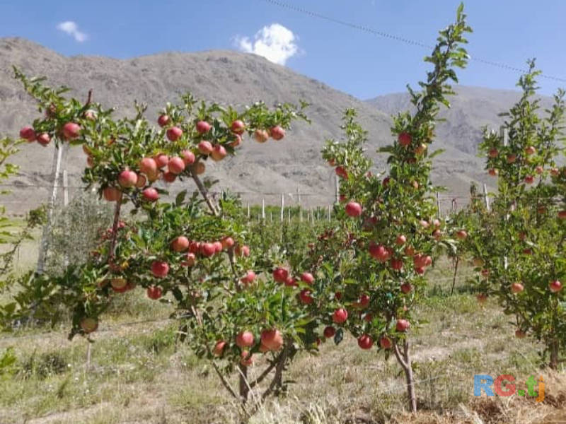 Ниҳолҳои интесивӣ