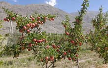 Ниҳолҳои интесивӣ