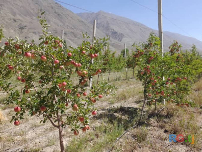 Ниҳолҳои интесивӣ