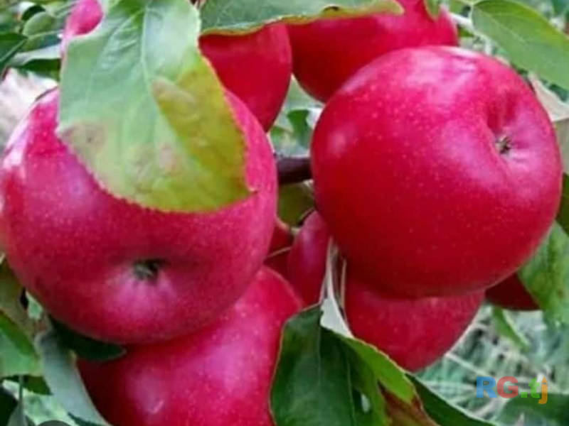 Ниҳолҳои интесивӣ