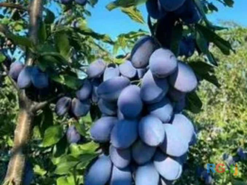 Ниҳолҳои интесивӣ