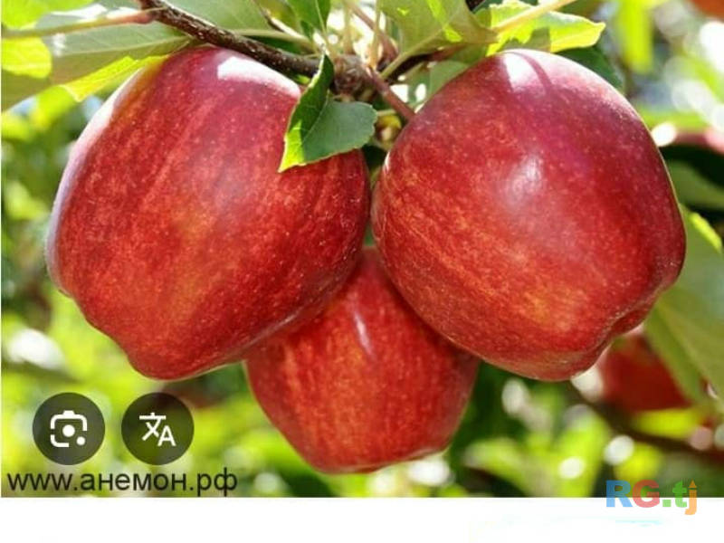 Ниҳолҳои интесивӣ