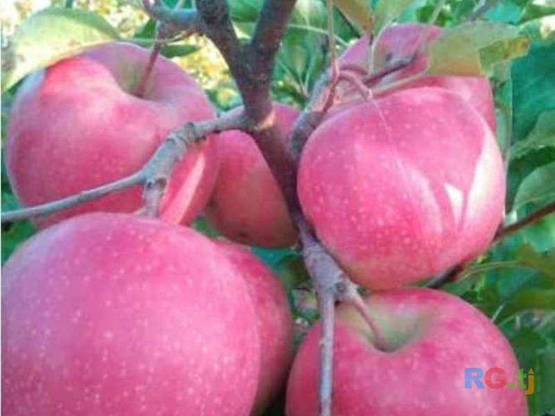 Ниҳолҳои интесивӣ