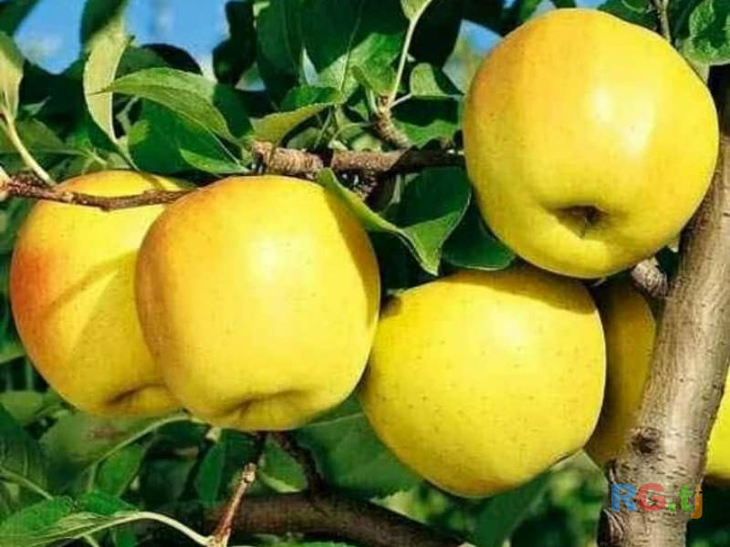 Ниҳолҳои интесивӣ