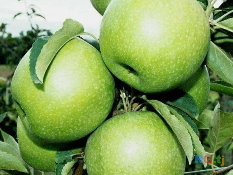 Ниҳолҳои интесивӣ