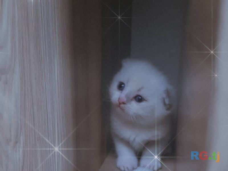 Вислаухии котята