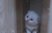 Вислаухии котята