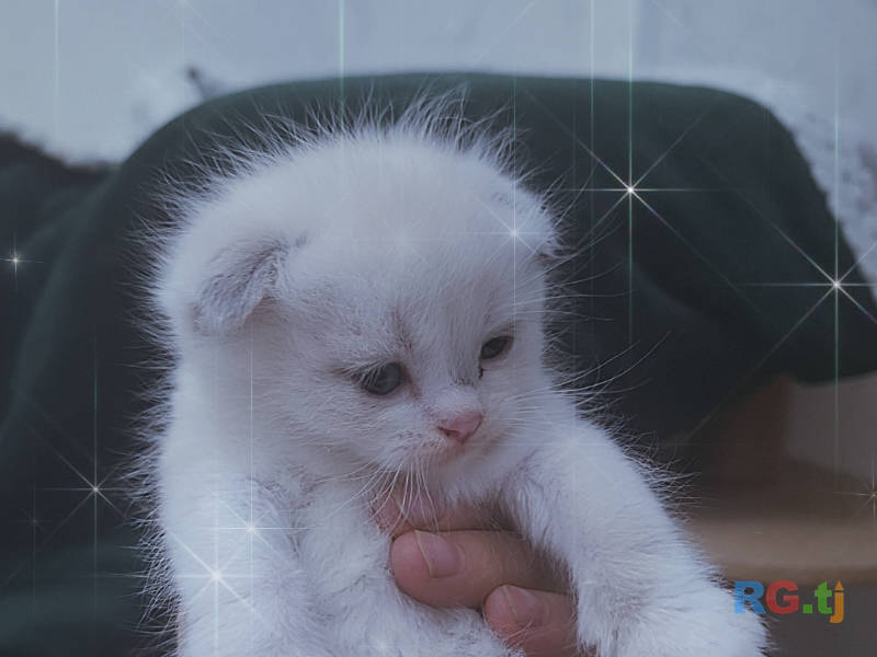 Вислаухии котята