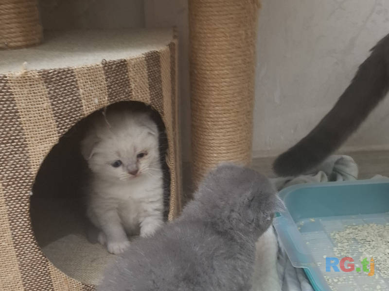 Вислаухии котята