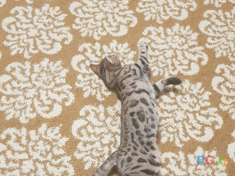 Бенгальская кошка