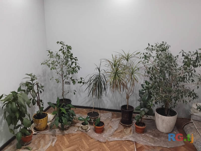 Комнатные растения