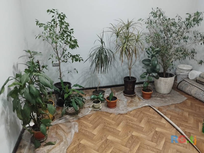 Комнатные растения
