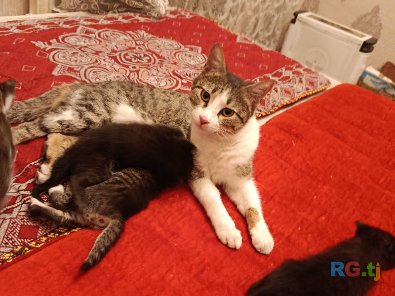 Отдаю даром пятерых очаровательных котят.