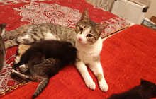 Отдаю даром пятерых очаровательных котят.