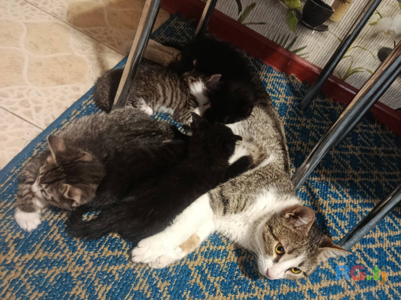 Отдаю даром пятерых очаровательных котят.